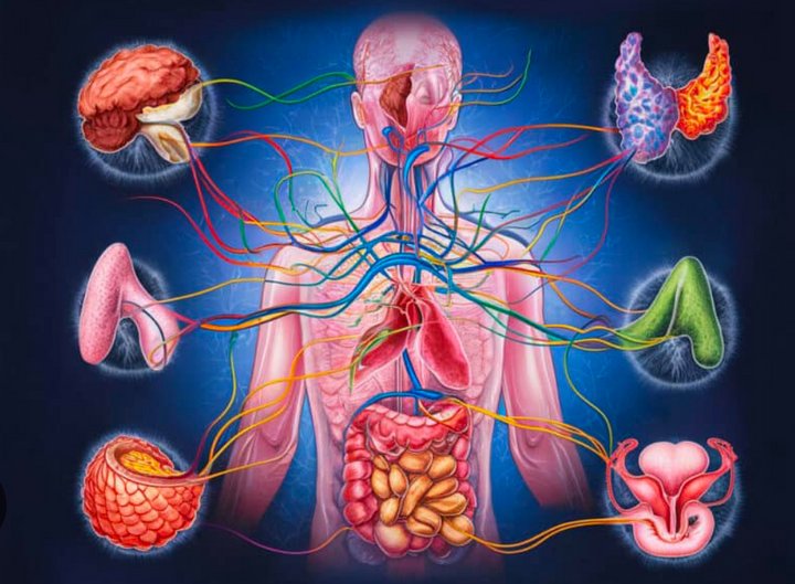 Endocrinology Flashcards